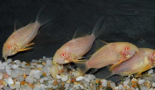 Панцирная рыба-альбинос Corydoras