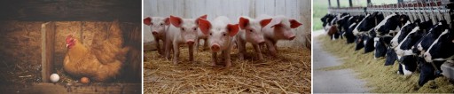 Doktor Animals Emy dla zwierząt - bydła trzody drobiu 20L