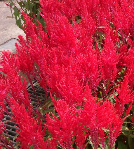 CELOSIA RED PLUMES МАГАЗИН_ТУЛИПАН.