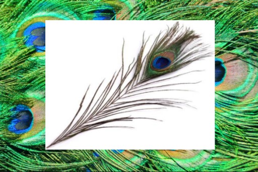 PAWIE PIÓRO 20-25 cm