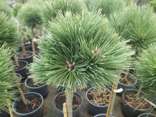 Сосна черная на стволе Pinus nigra Hubert № 1106.