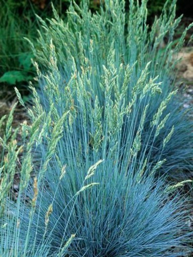 Овсяница голубая (Festuca glauca)