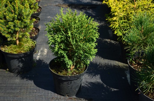 Туя западная Arborvitae Hoseri В ГОРШКЕ