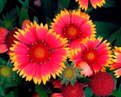 ГАЙЛАРДИЯ ГАЙЛАРДИЯ (GAILLARDIA ARISTATA) СЕМЕНА КРАСИВЫХ ЦВЕТОВ 200 шт.