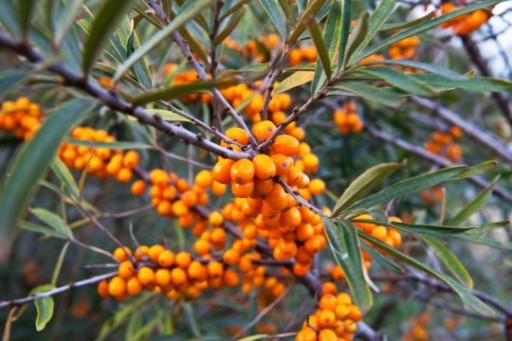 СУКА МОРСКАЯ ОБЫКНОВЕННАЯ HIPPOPHAE RHAMNOIDES 50 СЕМЯН