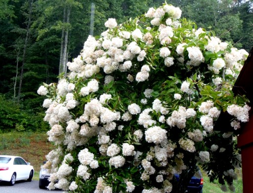 Hortensja bukietowa 'Grandiflora' OGROMNE KWIATY