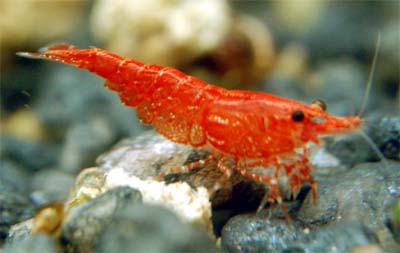 Krewetka Red Cherry WIŚNIOWA Neocaridina