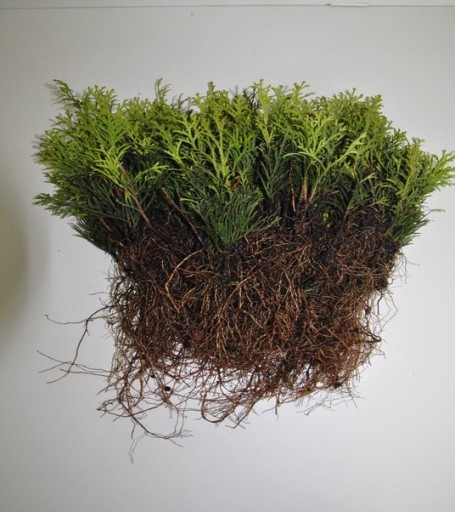 TUJA SZMARAGD THUJA SMARAGD 200szt - 1szt/1zł