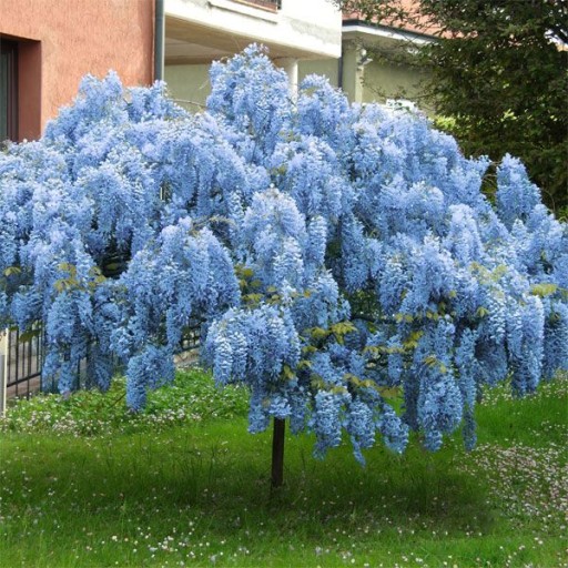 Wisteria BLUE MOON KARŁOWA ODMIANA