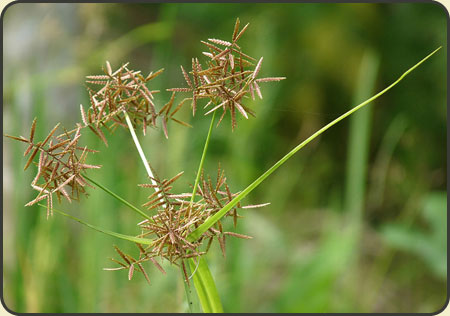 20 x Cyperus rotundus - CYPERUS 'SEA URCHIN'